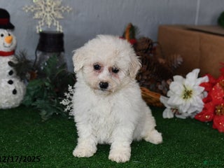 Bichpoo dogs Bobbie - Ad 40