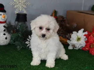 Bichpoo dogs Bobbie - Ad 38