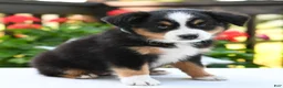 Miniature Australian Shepherd dogs for sale: Brenda  - Ad 3