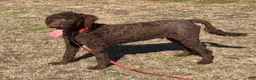 Labradoodle dogs for sale: Hershey - Ad 5