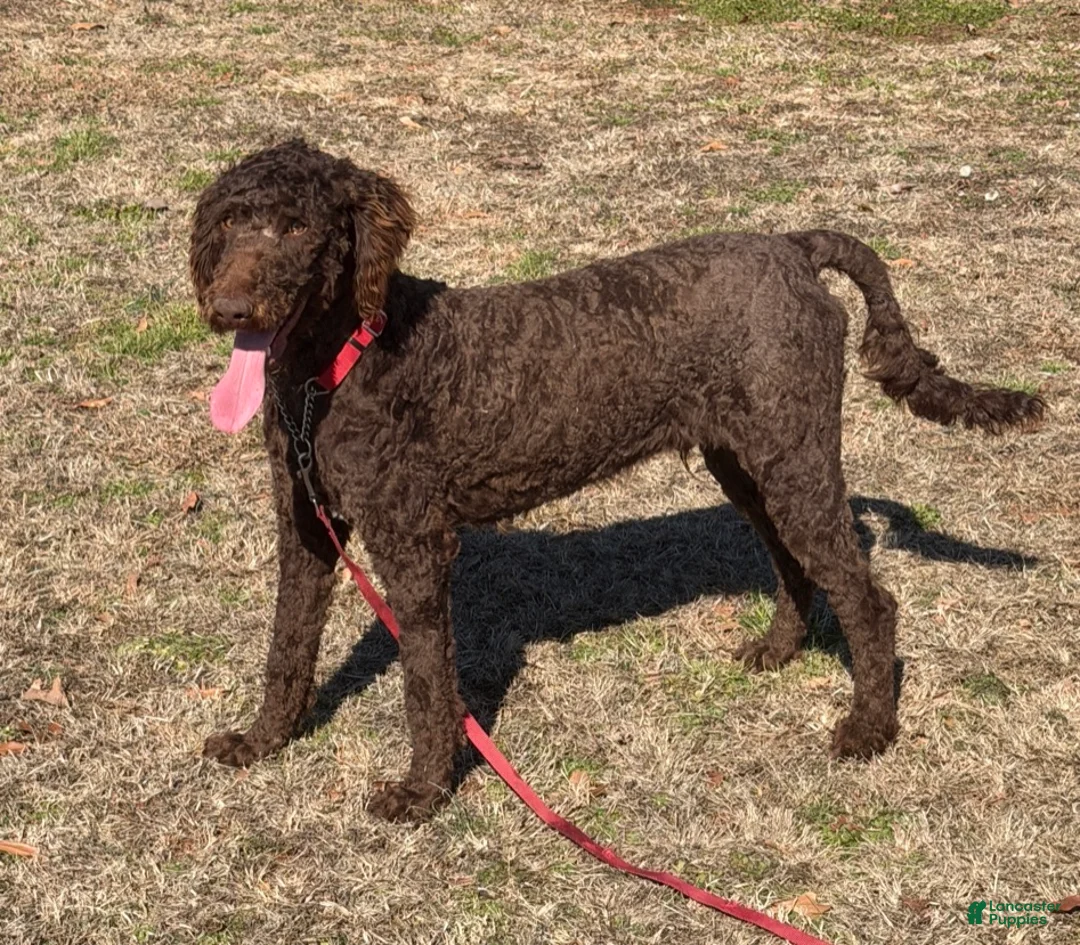 Labradoodle dogs for sale: Hershey - Ad 5