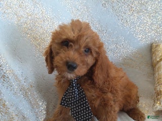 Mini Goldendoodle dogs - Ad 42