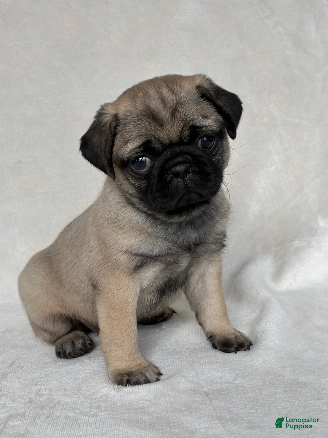 Pug dogs for sale: Holly - Ad 4