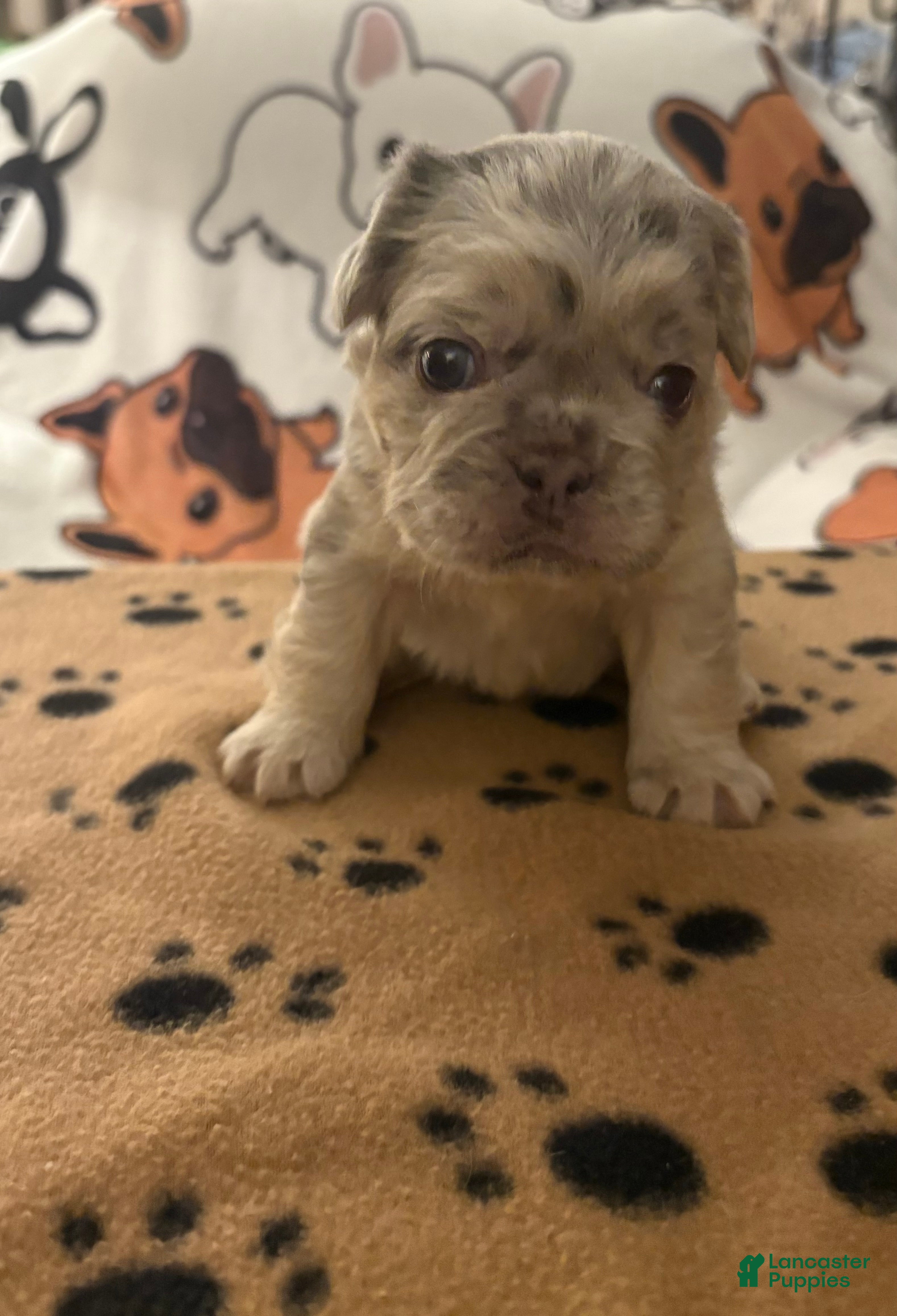 French Bulldog dogs French Bulldog Puppy 2 - Ad 2