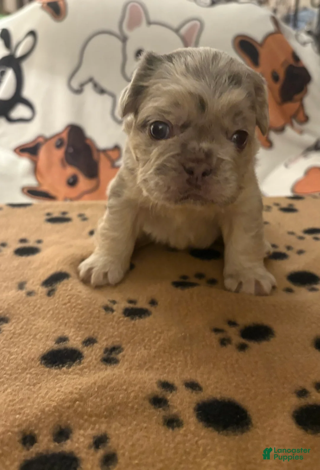 French Bulldog dogs for sale: French Bulldog Puppy 2 - Ad 2