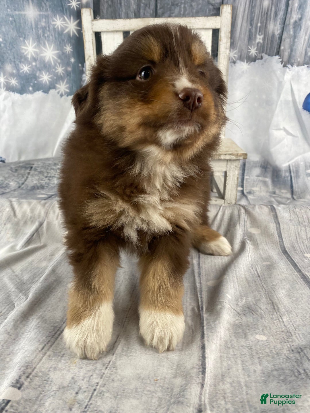 Australian Shepherd dogs for sale: Orion - Ad 8