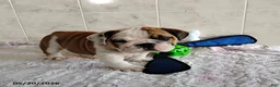 English Bulldog dogs for sale: Rusty - Ad 5