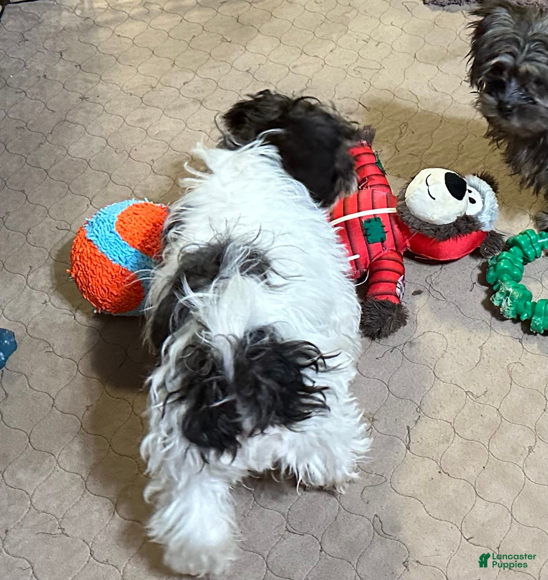 Shihpoo dogs for sale: Shihpoo Puppy 3 - Ad 4