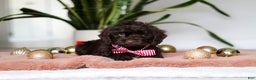 Cockapoo dogs for sale: Finn - Ad 3