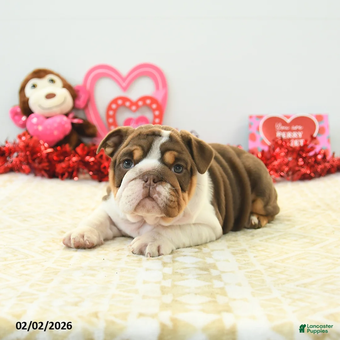 English Bulldog dogs for sale: Blossom - Ad 2