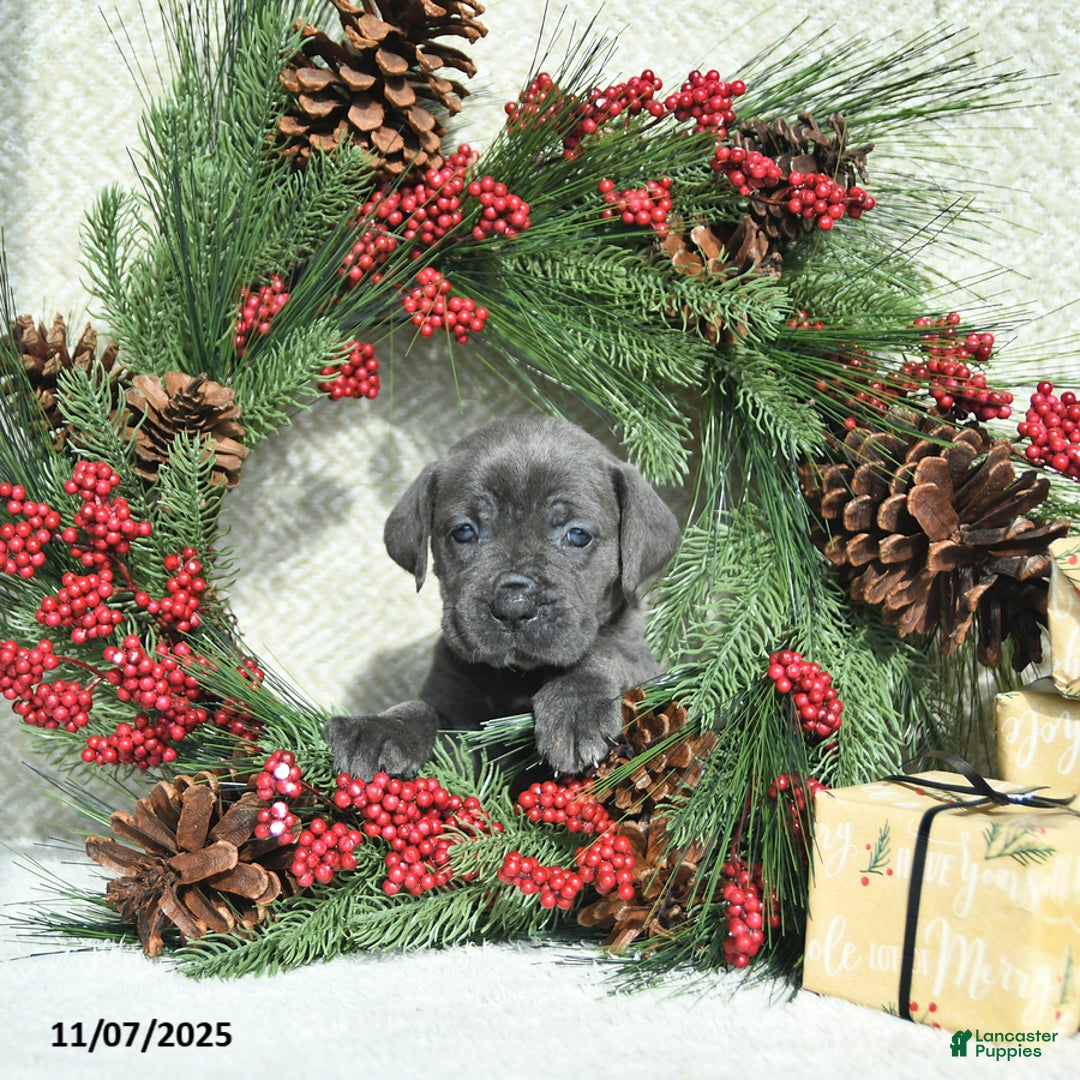 Cane Corso dogs for sale: Joy - Ad 13