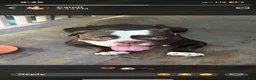 American Bully dogs for sale: American Bully 1 - Ad 1