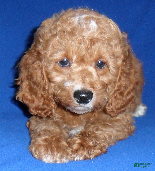 Cockapoo dogs Cooper - Ad 2