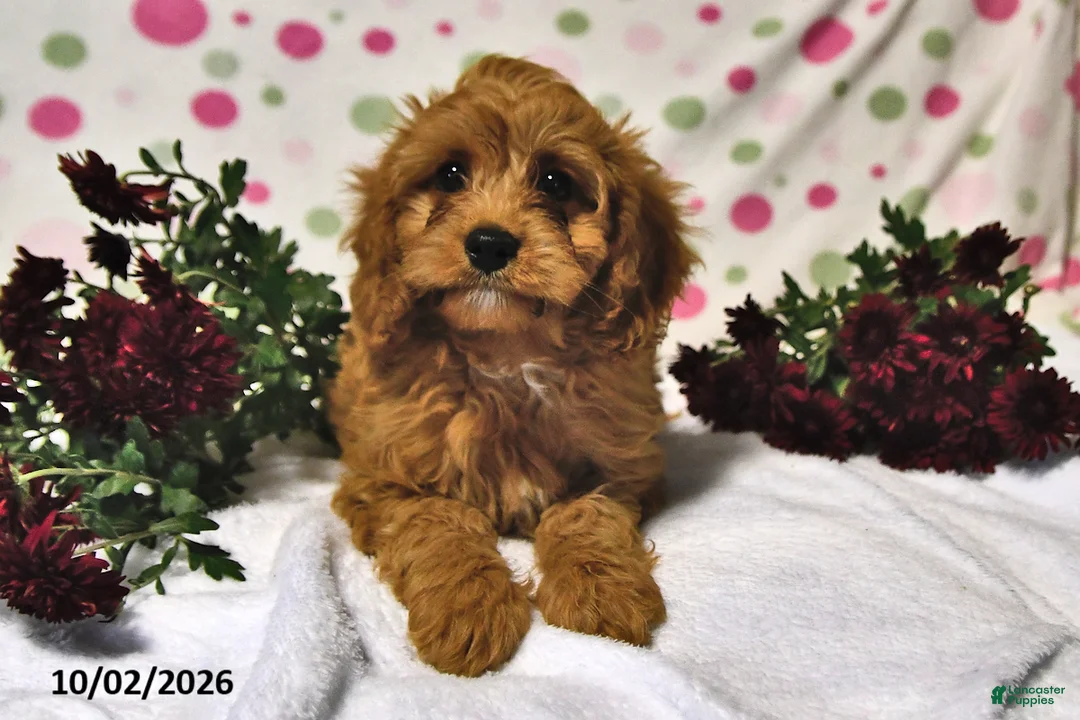 Cavapoo dogs for sale: Pecan - Ad 2