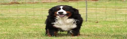 Bernese Mountain Dog dogs for sale: Chance - Ad 8