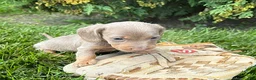 Miniature Dachshund dogs for sale: Boone - Ad 3