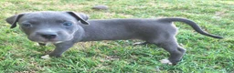 American Pit Bull Terrier dogs for sale: Peaches - Ad 3