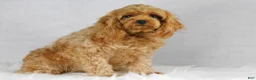 Cavapoo dogs for sale: Snickers - Ad 4