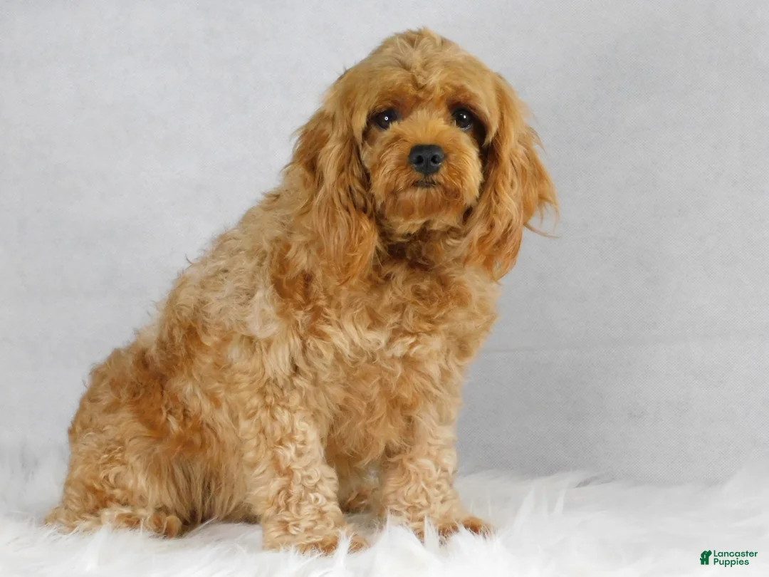 Cavapoo dogs for sale: Snickers - Ad 4