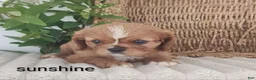 Cavalier King Charles Spaniel dogs for sale: Sunshine  - Ad 1