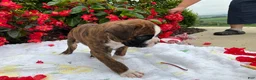 Boxer dogs for sale: Koby - Ad 5