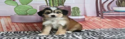 Mini Bernedoodle dogs for sale: Silas - Ad 3