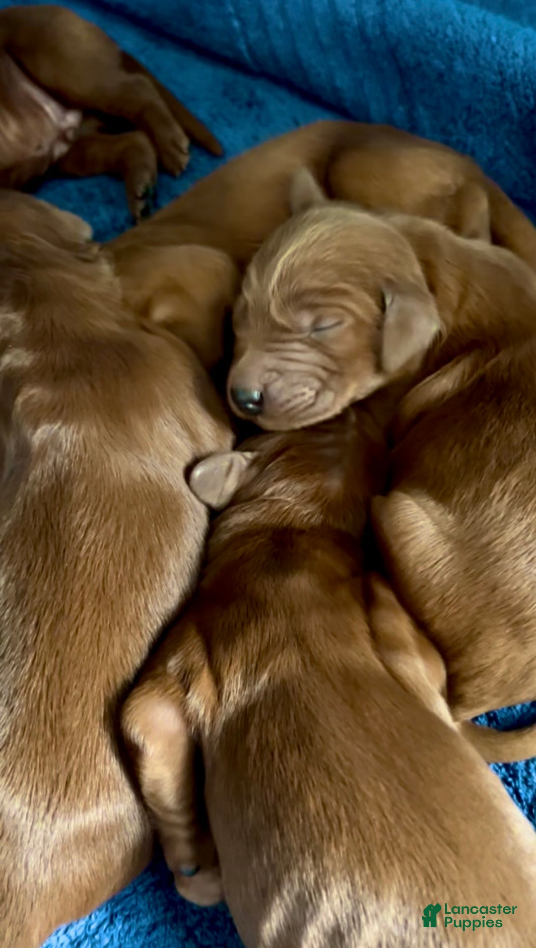 Irish Setter dogs for sale: Irish Setter Puppy 1 - Ad 3