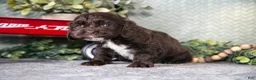 Cocker Spaniel dogs for sale: Lori - Ad 2
