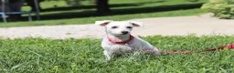 Bichpoo dogs for sale: Rusty - Ad 8