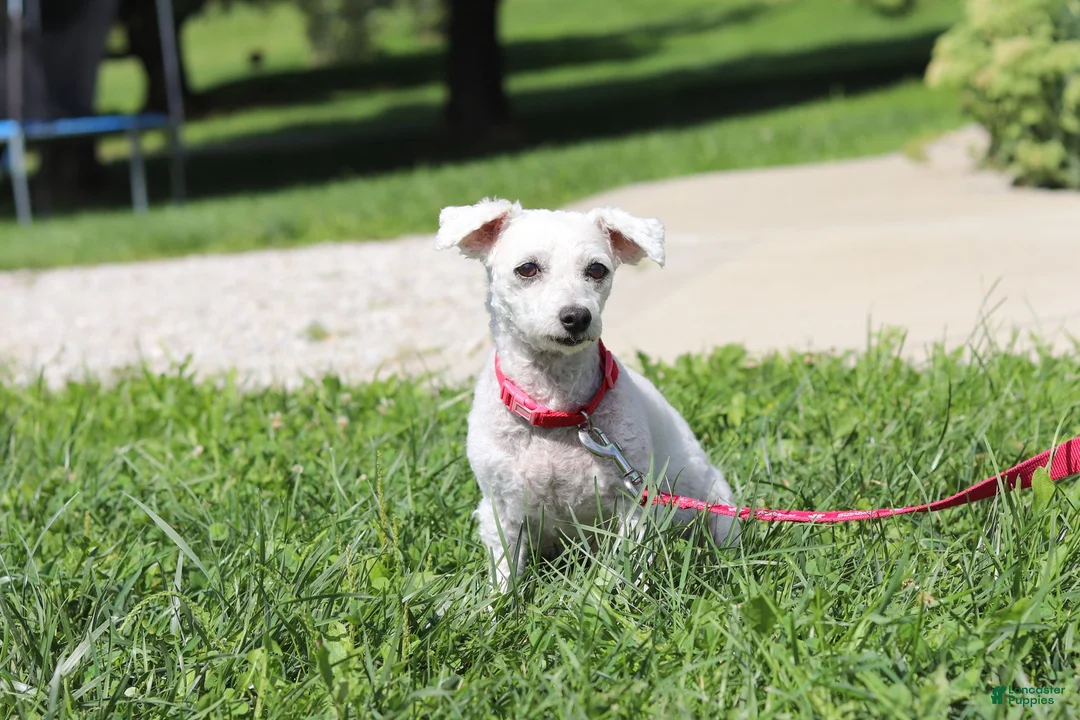Bichpoo dogs for sale: Rusty - Ad 8