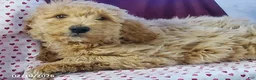 Goldendoodle dogs for sale: Buddy - Ad 2