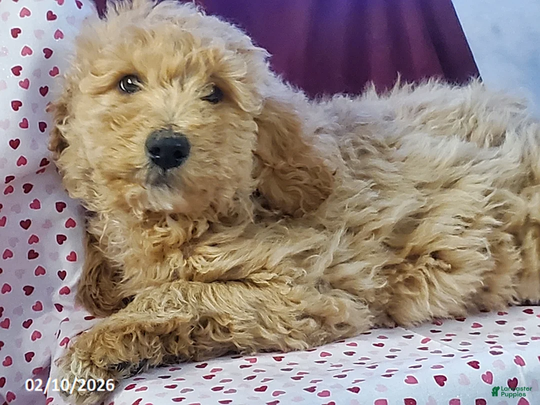 Goldendoodle dogs for sale: Buddy - Ad 2