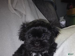 Malshi dogs Kole - Ad 5