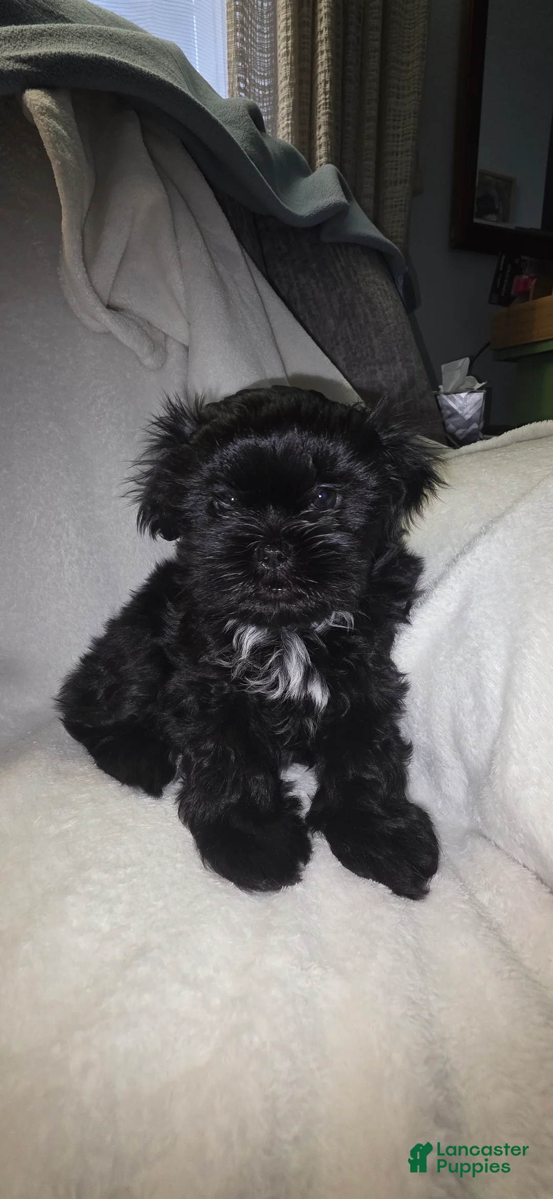 Malshi dogs for sale: Kole - Ad 1