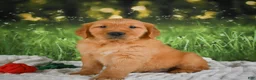 Golden Retriever dogs for sale: Jasper - Ad 6