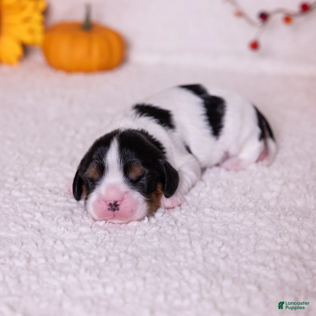 Cavalier King Charles Spaniel dogs for sale: Barnaby - Ad 2