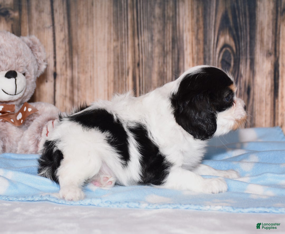 Cavalier King Charles Spaniel dogs for sale: Destiny - Ad 2