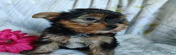 Yorkshire Terrier dogs for sale: June bug - Ad 3