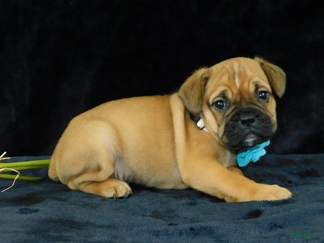 Mixed Breed dogs for sale: Theo - Ad 1