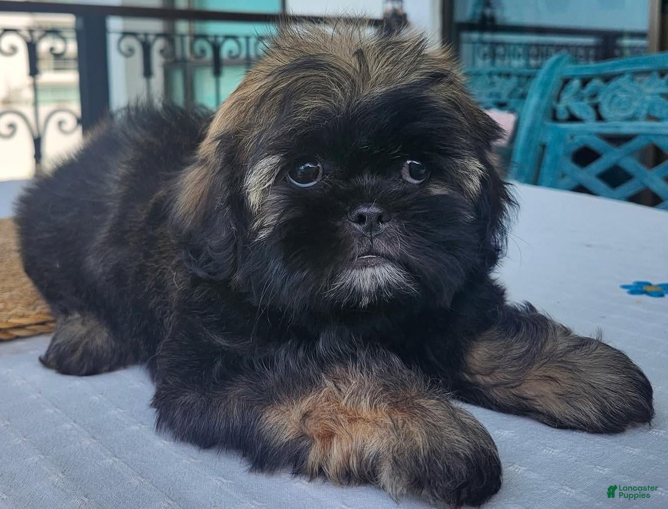 Shih Tzu dogs Bruno Tri Color  - Ad 1