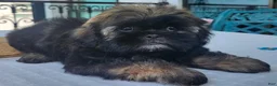Shih Tzu dogs for sale: Bruno Tri Color  - Ad 9