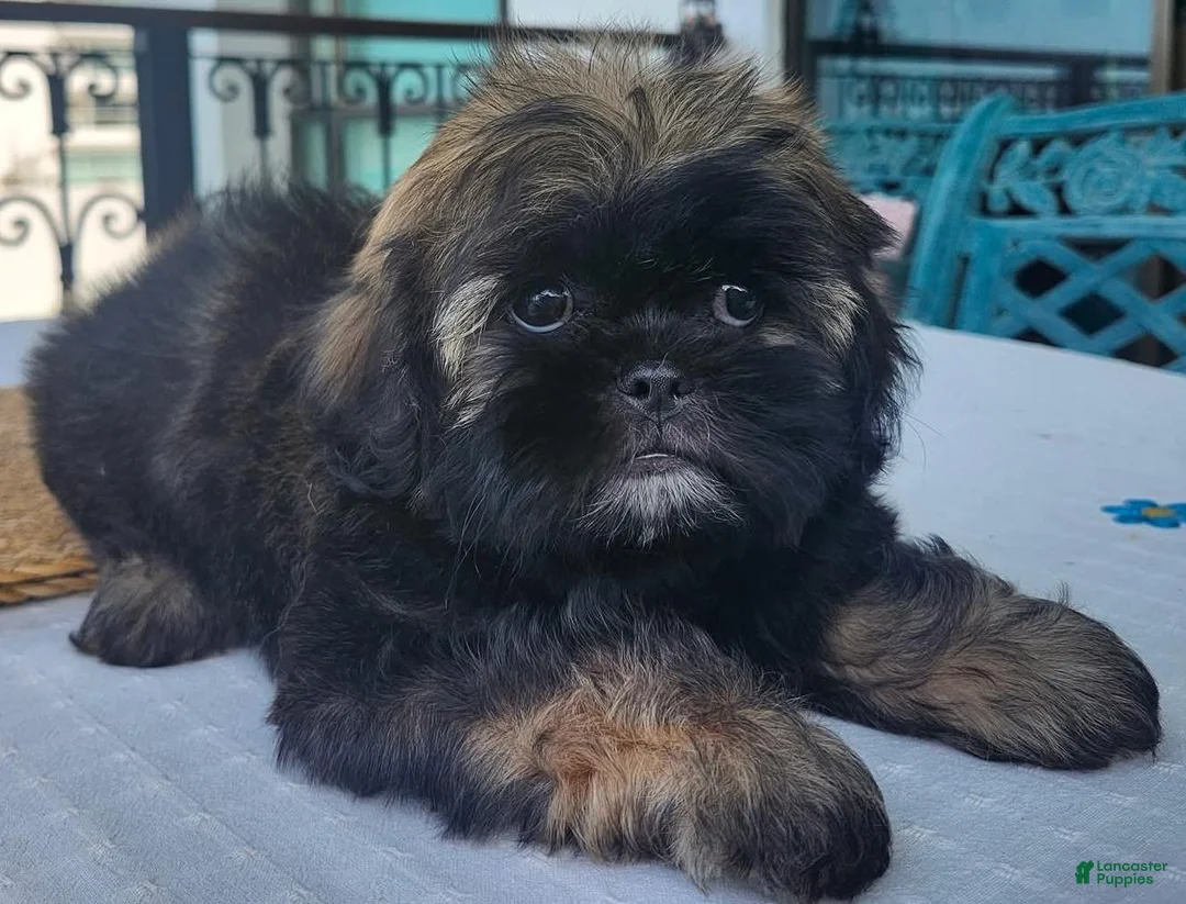 Shih Tzu dogs for sale: Bruno Tri Color  - Ad 9