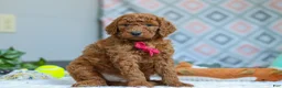 Goldendoodle dogs for sale: Snickers - Ad 5