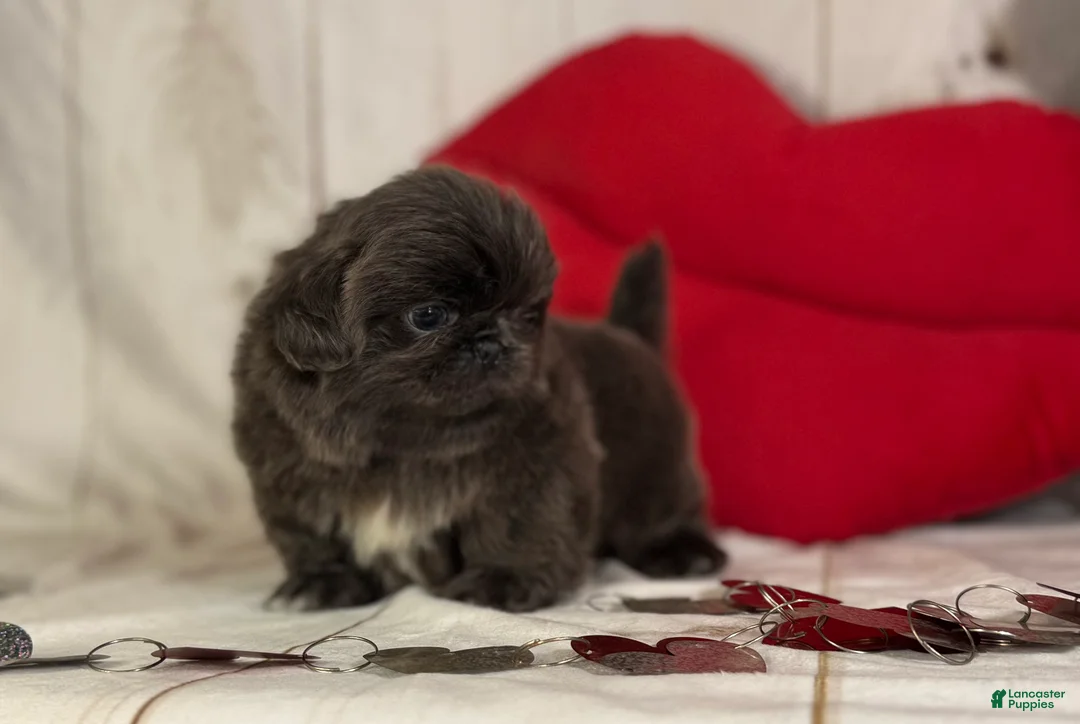 Pekingese dogs for sale: Akc DNA OFA Blue boots  - Ad 17