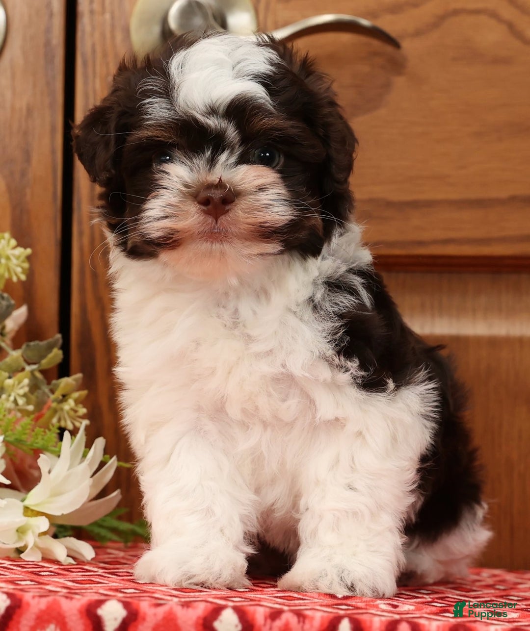 Havanese dogs for sale: Zack - Ad 4