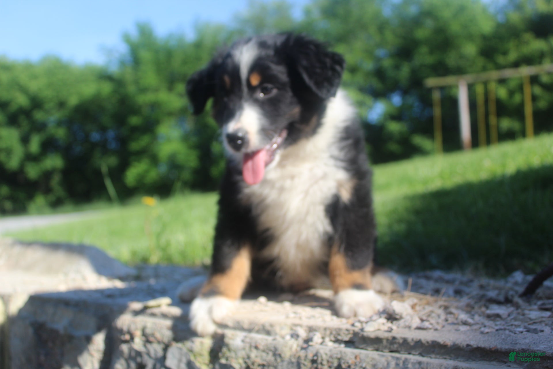 Australian Shepherd dogs Australian Shepherd Puppy 1 - Ad 2