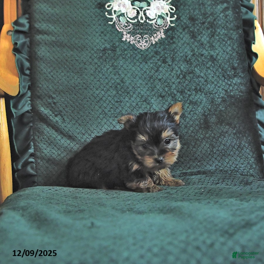 Yorkshire Terrier dogs Lacy - Ad 2