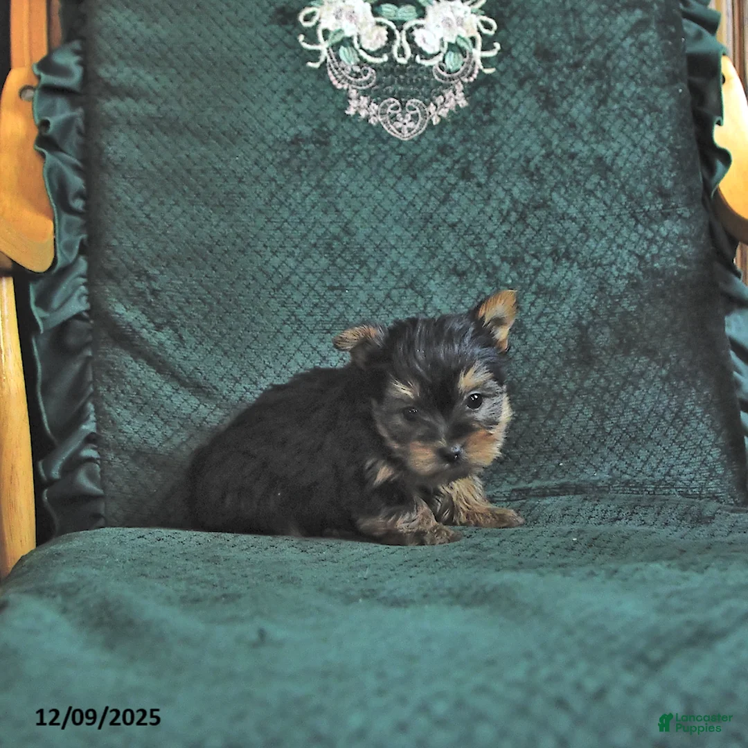 Yorkshire Terrier dogs for sale: Lacy - Ad 2