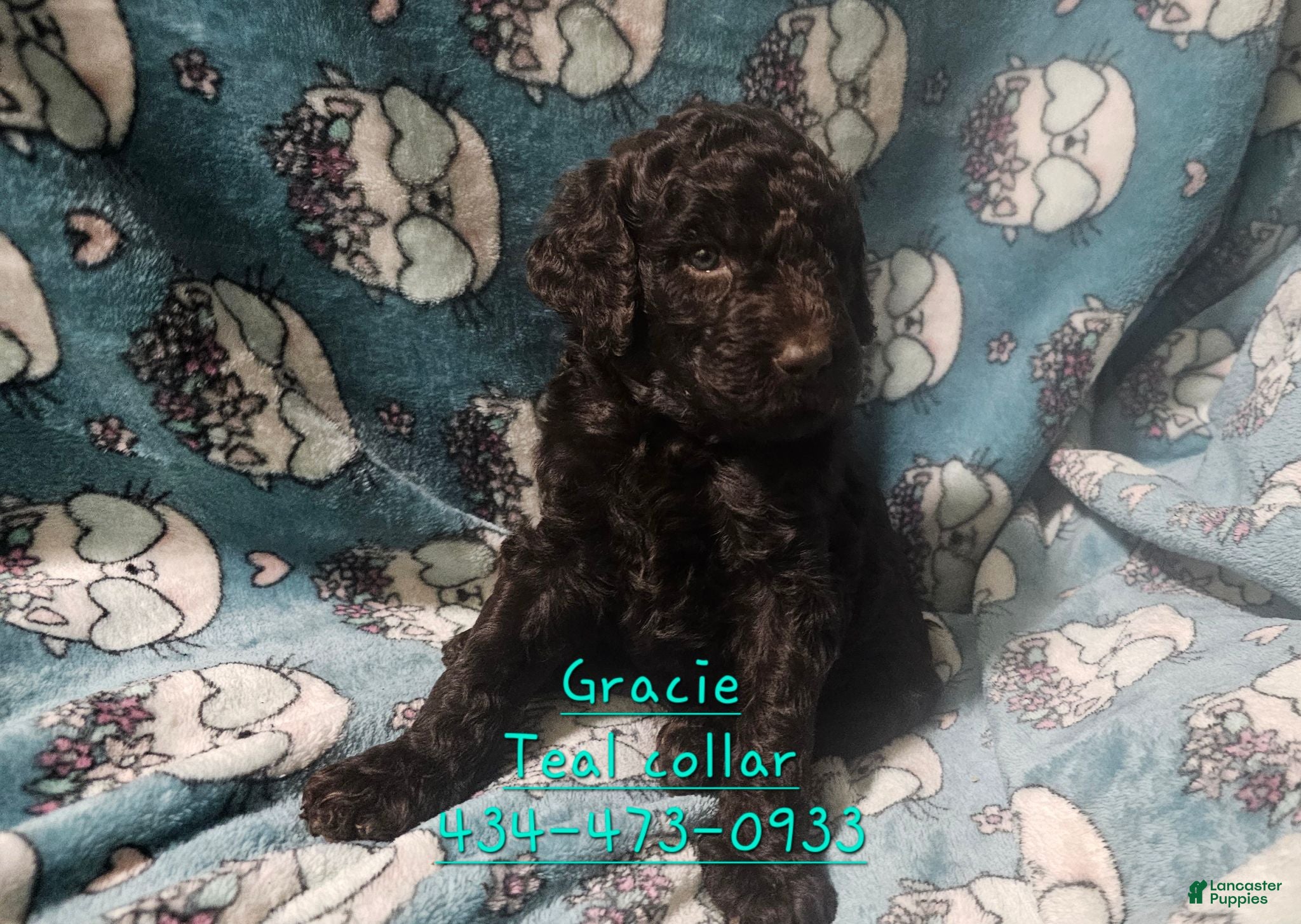 Standard Poodle dogs Gracie - Ad 8