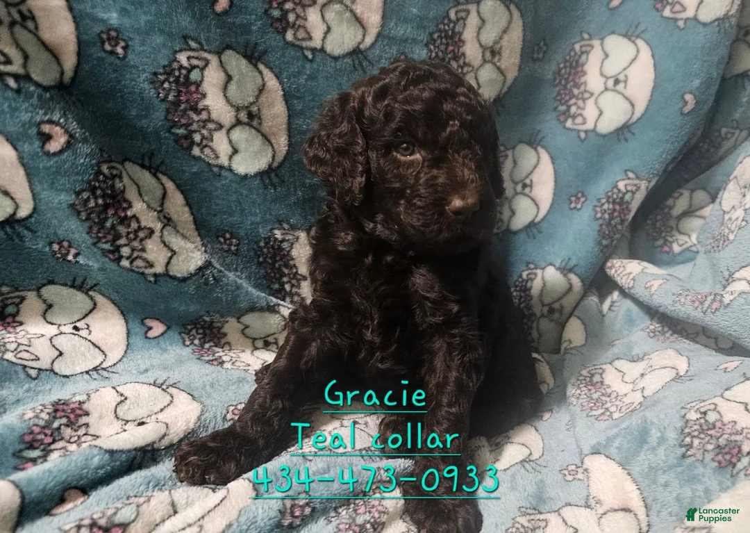 Standard Poodle dogs for sale: Gracie - Ad 1